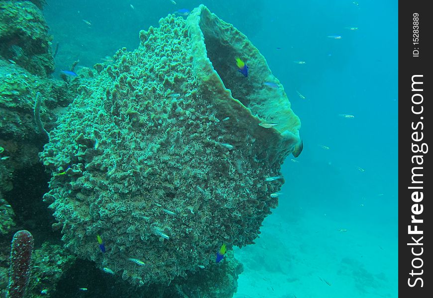 Reef of chinchorro banks mexico. Reef of chinchorro banks mexico