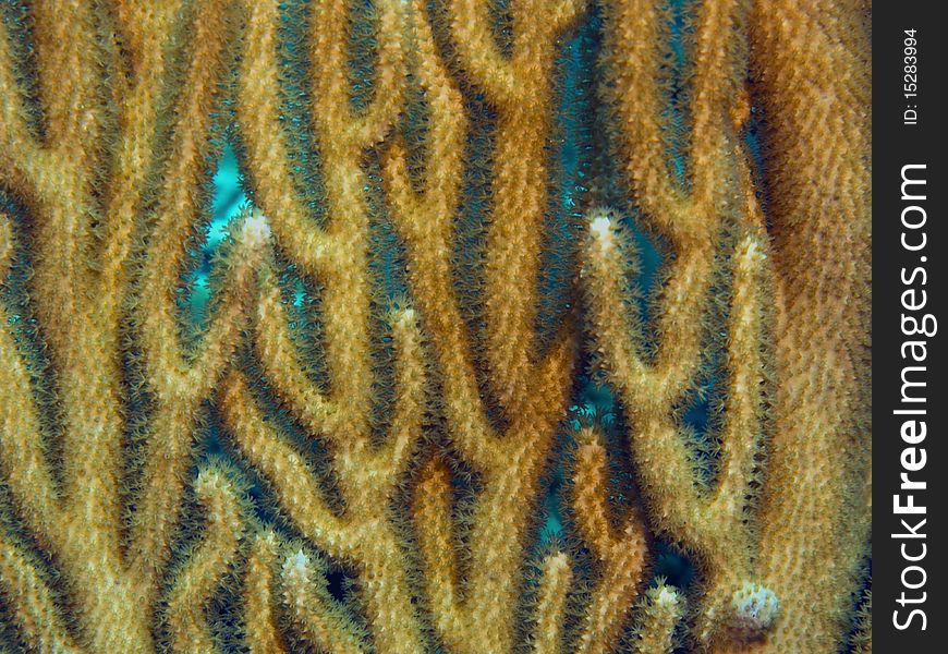 Soft coral polip detail