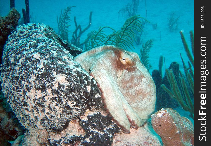 Reef of chinchorro banks mexico. Reef of chinchorro banks mexico