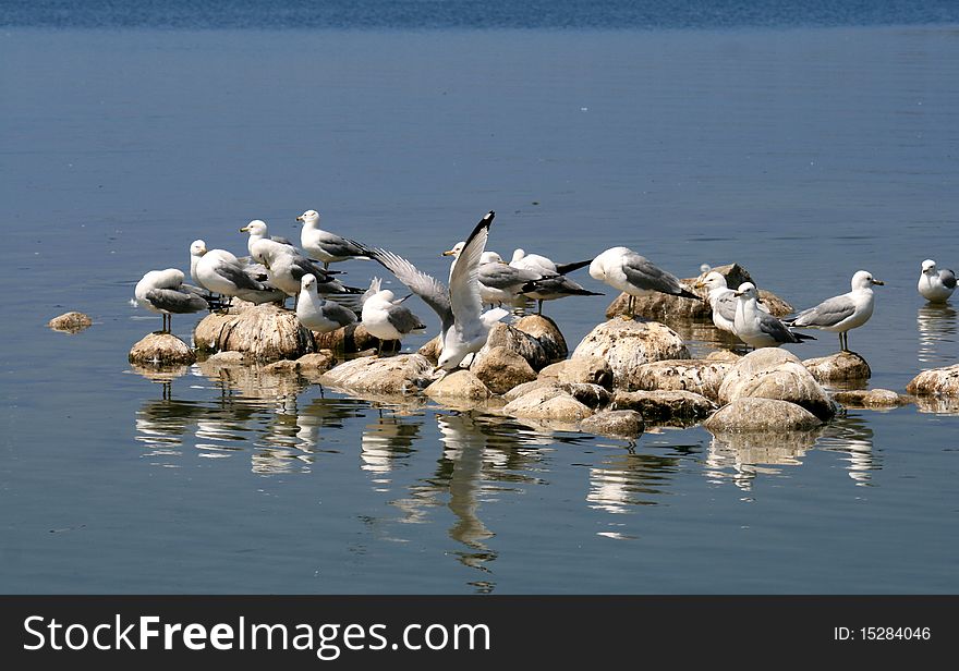 The flock of seagulls sitting on the rocks. The flock of seagulls sitting on the rocks