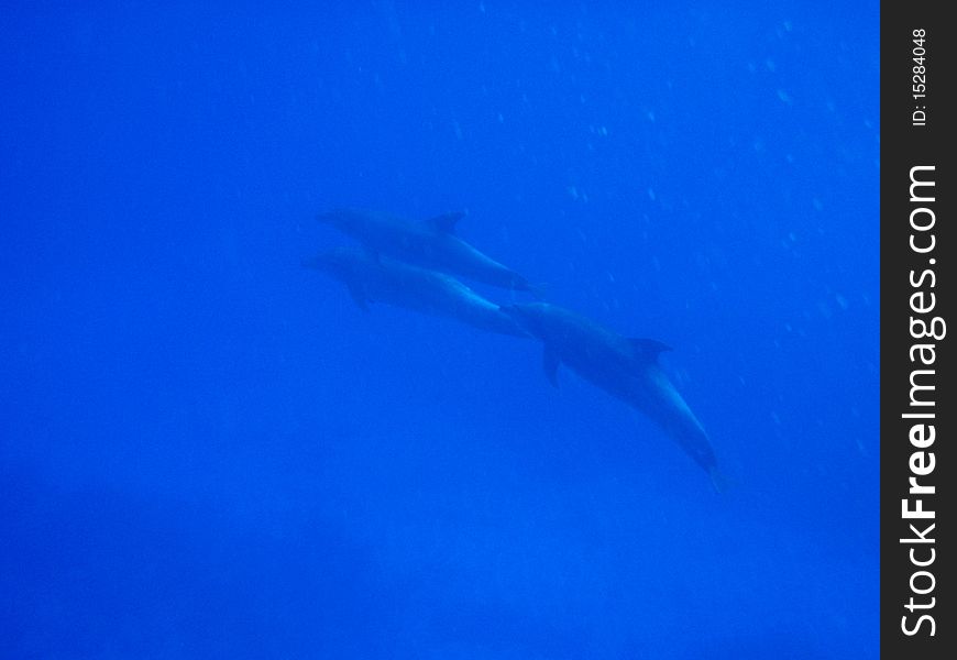 Dolphins