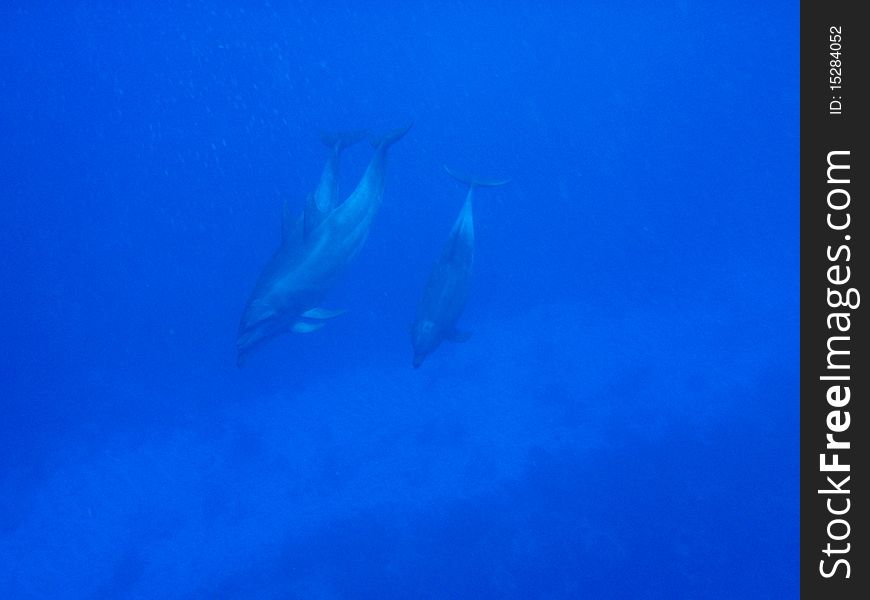 Dolphins