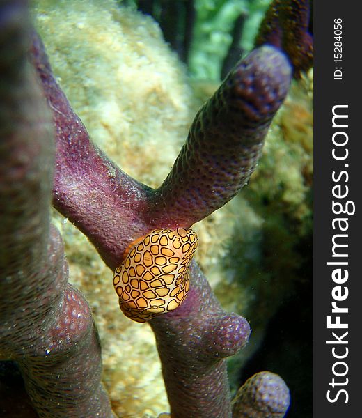 Reef of chinchorro banks mexico. Reef of chinchorro banks mexico