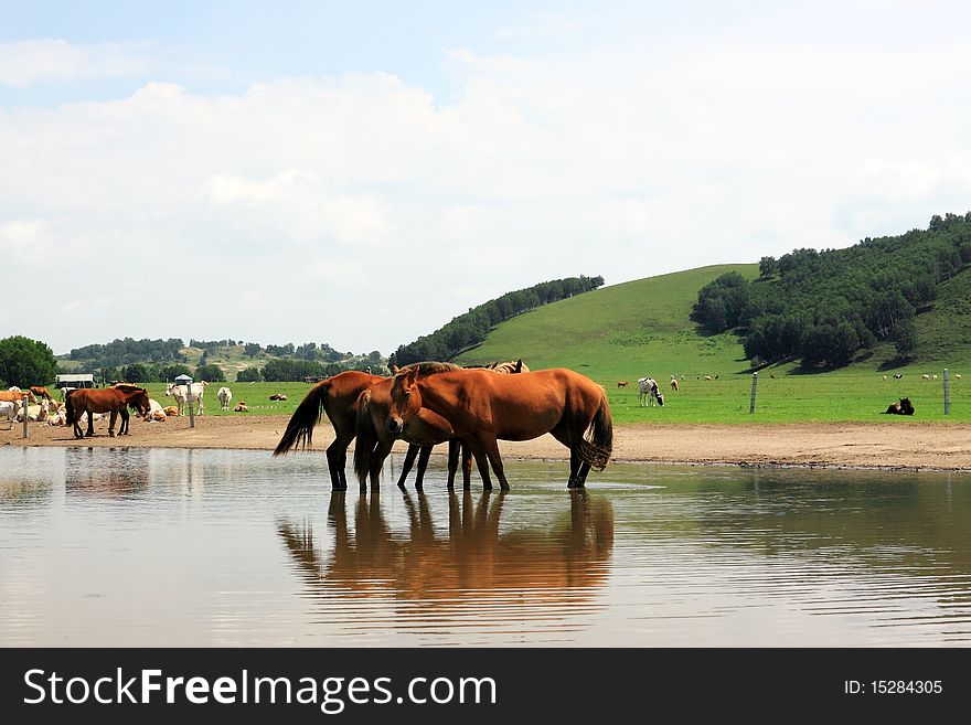 This rangeland is in Inner Mongolia of China. There are many horses and cattles
in the locality.It is in the July 2009.