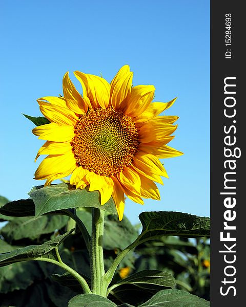 Sunflowers detail close up on blue summer sky background. Sunflowers detail close up on blue summer sky background