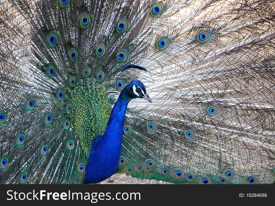 Beautiful male peacock in pretty colors showing his feathers