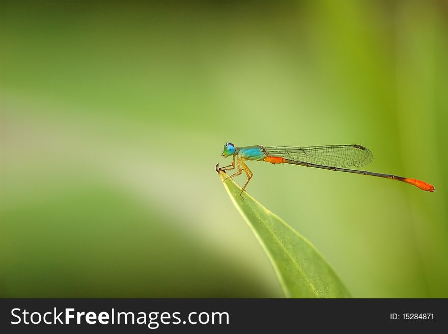 Damselfly on leaf