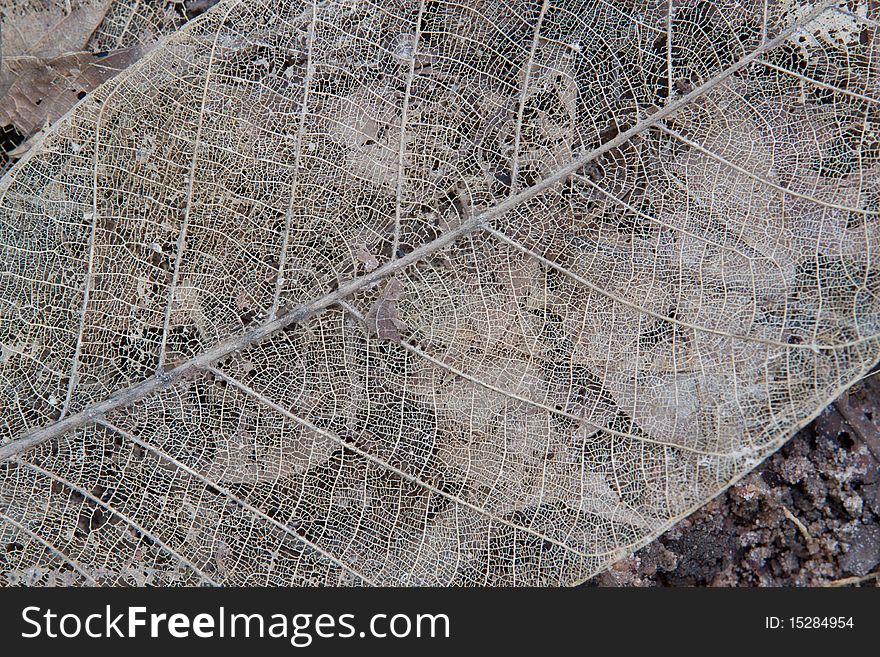 Dried Leaf