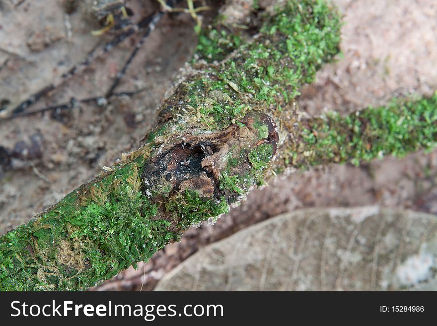 Moss on a root of rubber tree. Moss on a root of rubber tree
