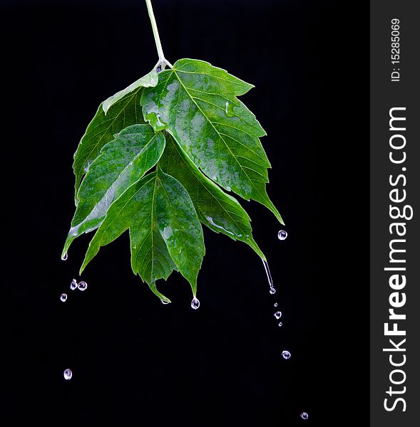 Beautiful green leaf over black background and splash water