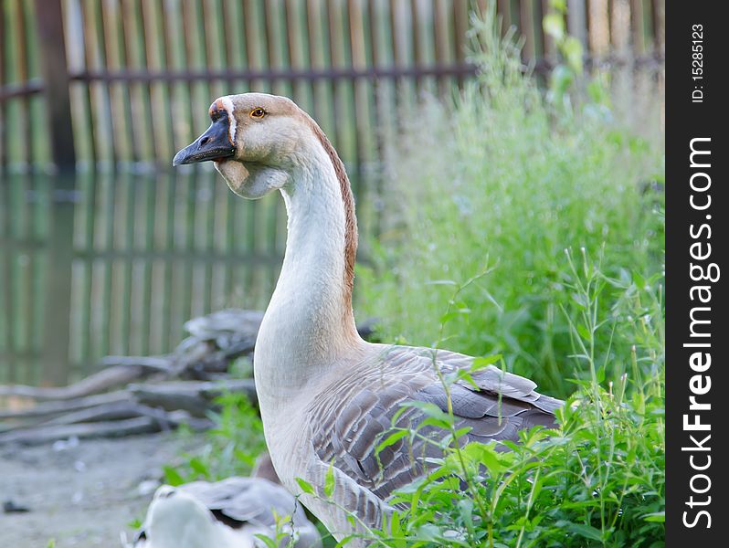 Gray goose ove  abstract background. Nature, wildlife