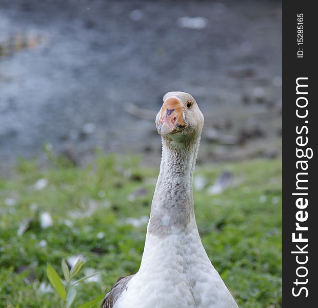 Gray goose ove  abstract background. Nature, wildlife