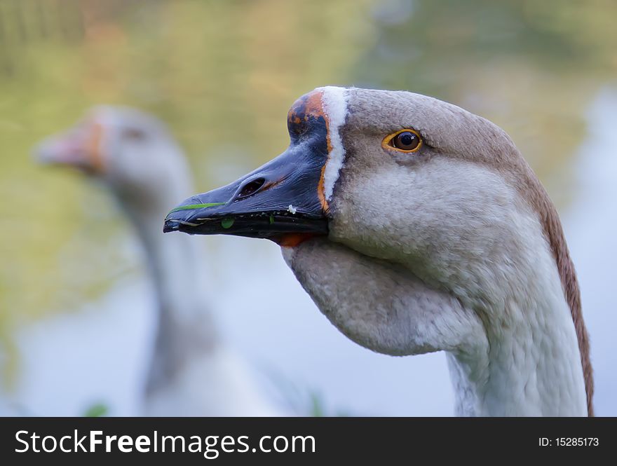 Gray goose ove  abstract background. Nature, wildlife