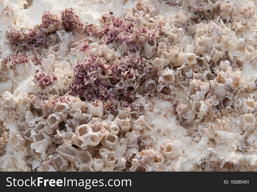 Close-up Barnacle from a ship