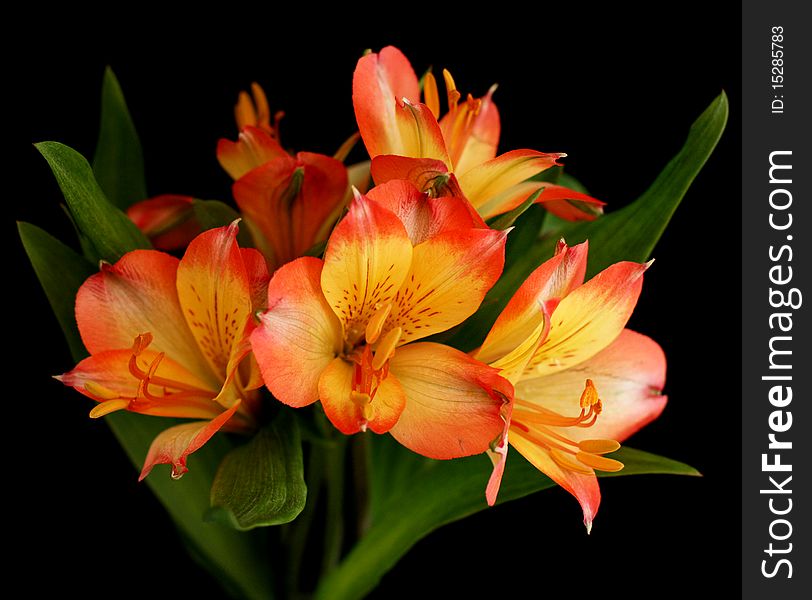 Orange parrot lily flower in bloom with black background.