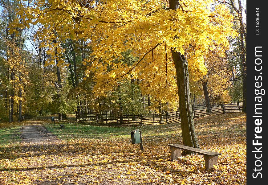 Autumn trees in the yellow glow. Autumn trees in the yellow glow