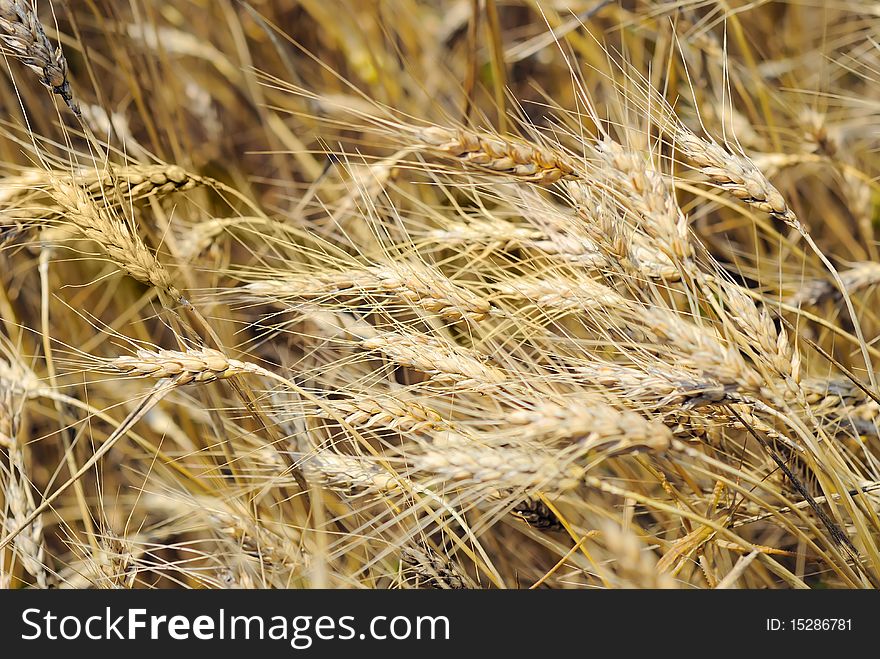 Closeup Of Wheaten Field