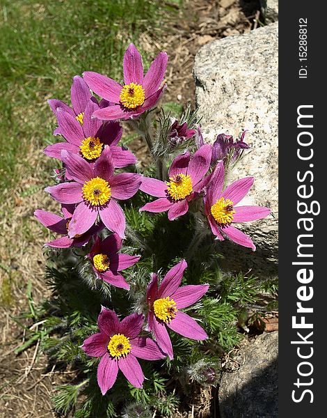 Pasque flowers in the garden