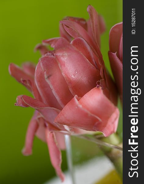 A ginger flower detail blooming. A ginger flower detail blooming