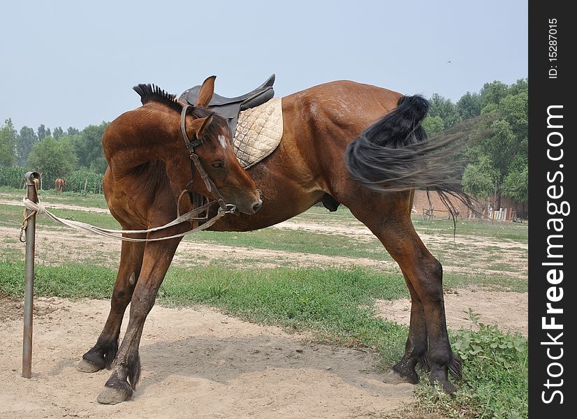 This is the horse i have a rid frequently in kangxi grassland near beijing. This is the horse i have a rid frequently in kangxi grassland near beijing