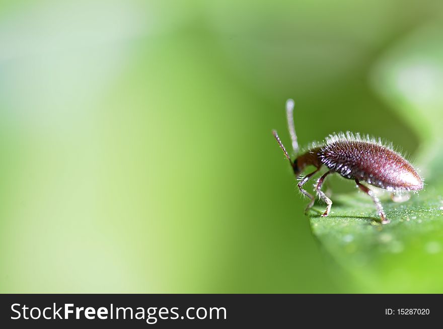 Insect ready to take off