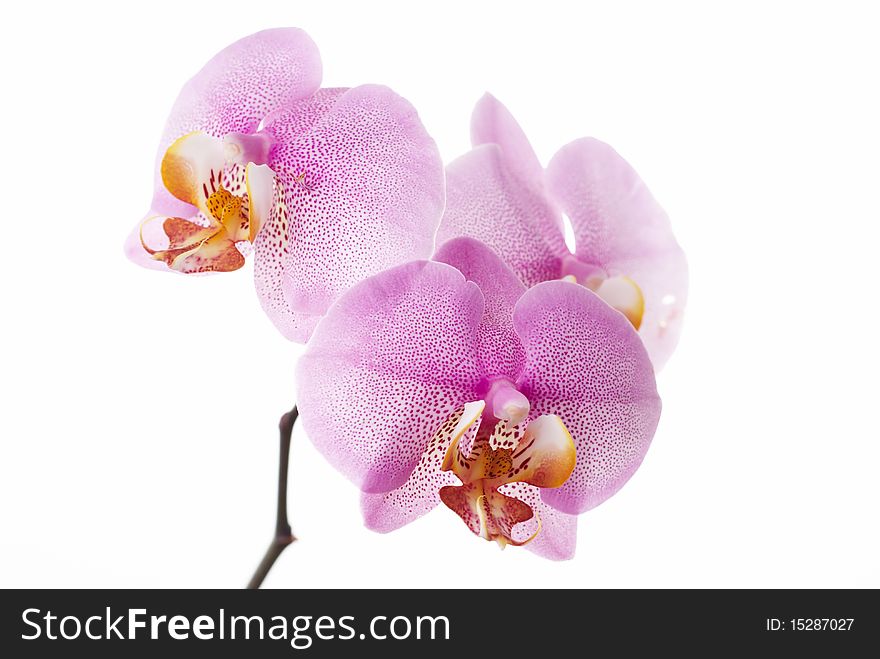 Pink orchid on white bakcground