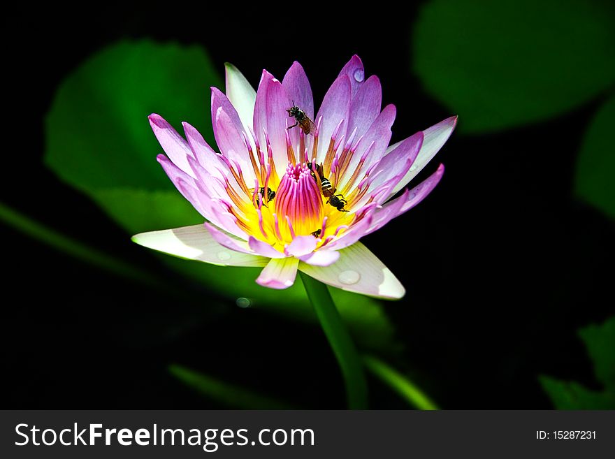 The lotus is purple color