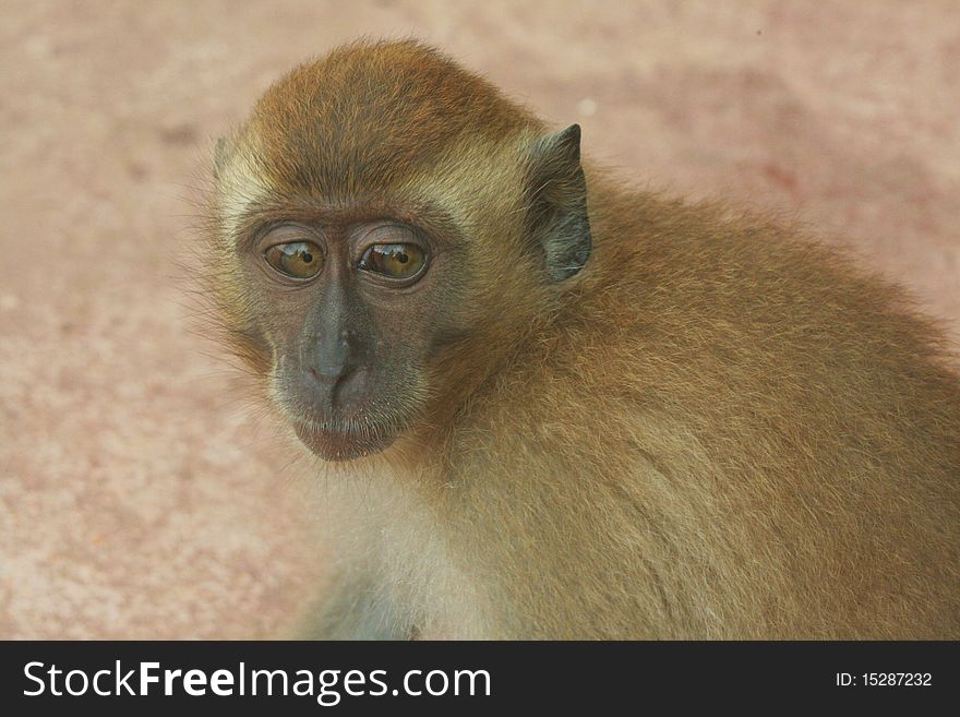 Young long tailed Macaque on a malyasian island. Young long tailed Macaque on a malyasian island