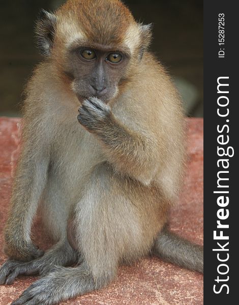 Young long tailed Macaque on a malyasian island. Young long tailed Macaque on a malyasian island