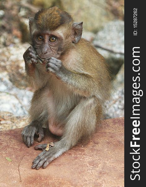 Young long tailed Macaque on a malyasian island. Young long tailed Macaque on a malyasian island