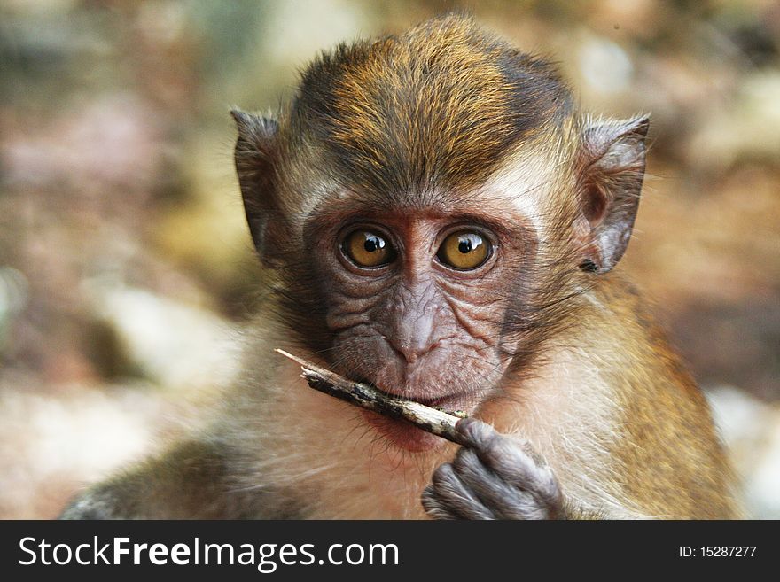 Young long tailed Macaque on a malyasian island. Young long tailed Macaque on a malyasian island