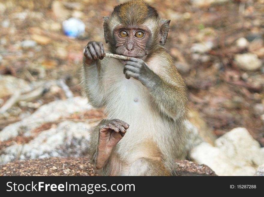 Young long tailed Macaque on a malyasian island. Young long tailed Macaque on a malyasian island