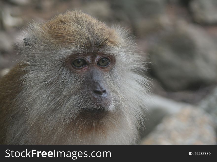 Elderly Macaque on a malyasian island. Elderly Macaque on a malyasian island