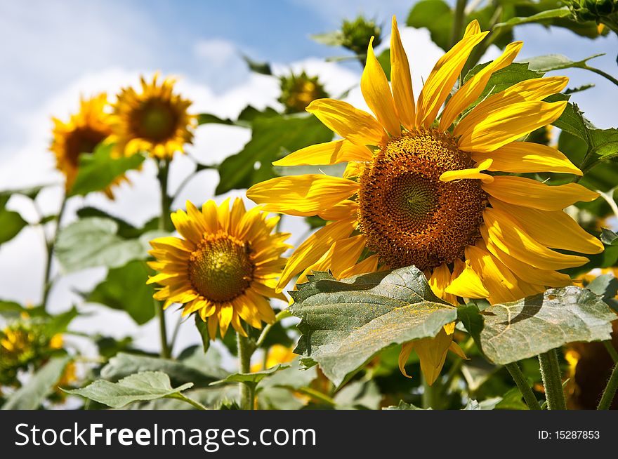 Sunflowers in a field against the sky