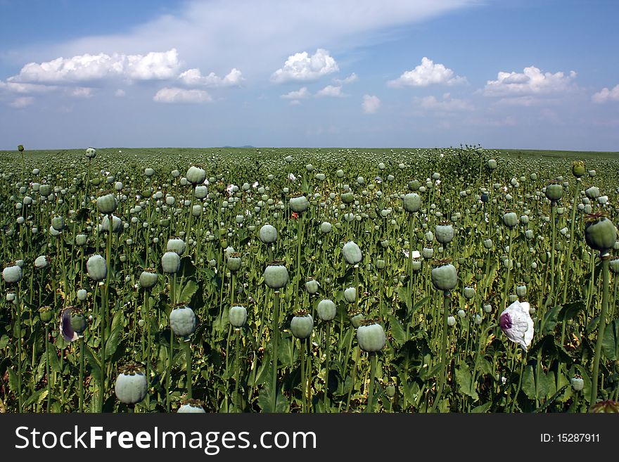 Field of poppy in Europe