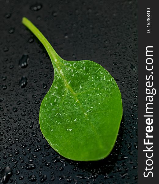 A close shot of a fresh spinach leave isolated against a black background