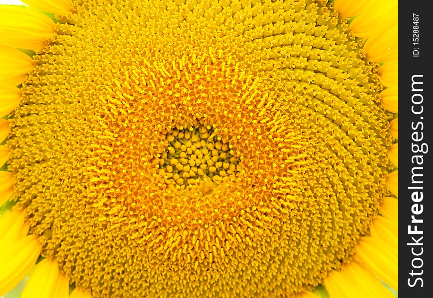 Sunflower flowering meadow in summer