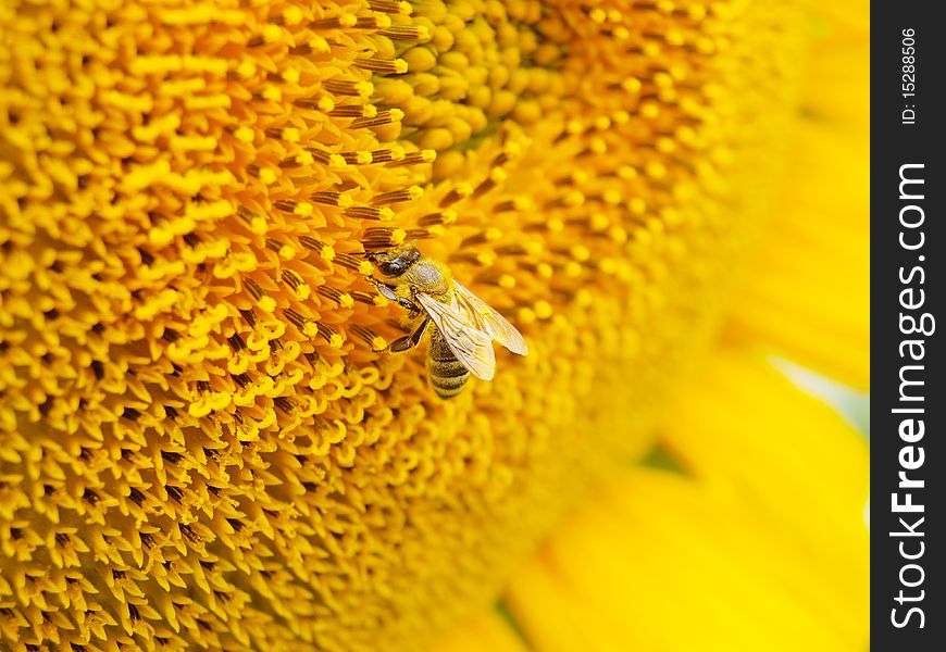 Sunflower And Bee