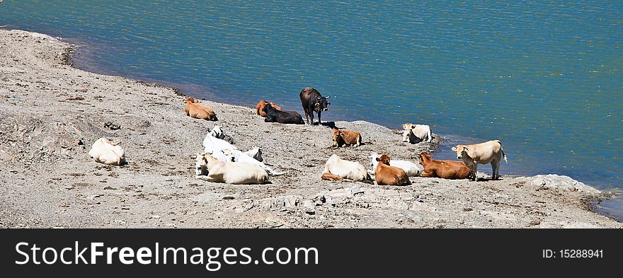 A herd of cows resting on the lake after watering. A herd of cows resting on the lake after watering