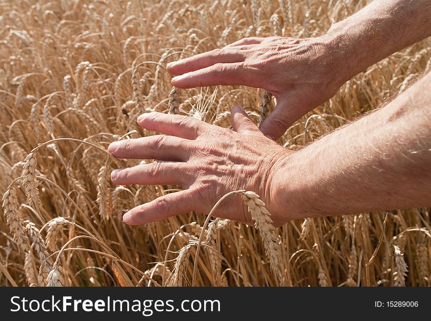Ears of wheat in the hands of