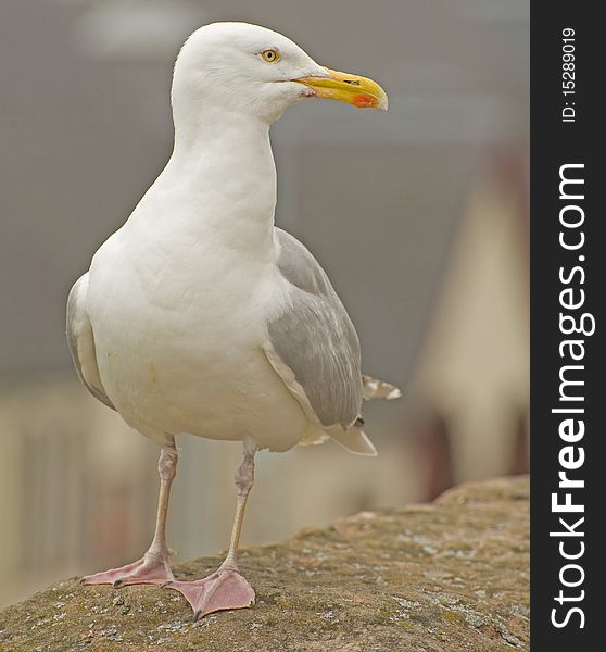 An image of a seagull with selective focus perched on a stone wall and hoping to be fed. An image of a seagull with selective focus perched on a stone wall and hoping to be fed.
