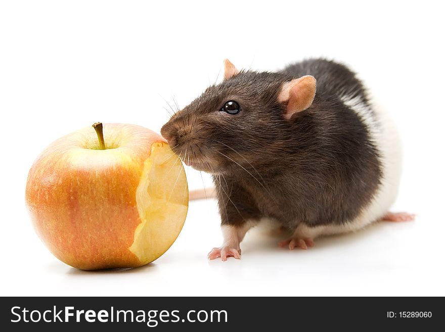 Home rat eating apple