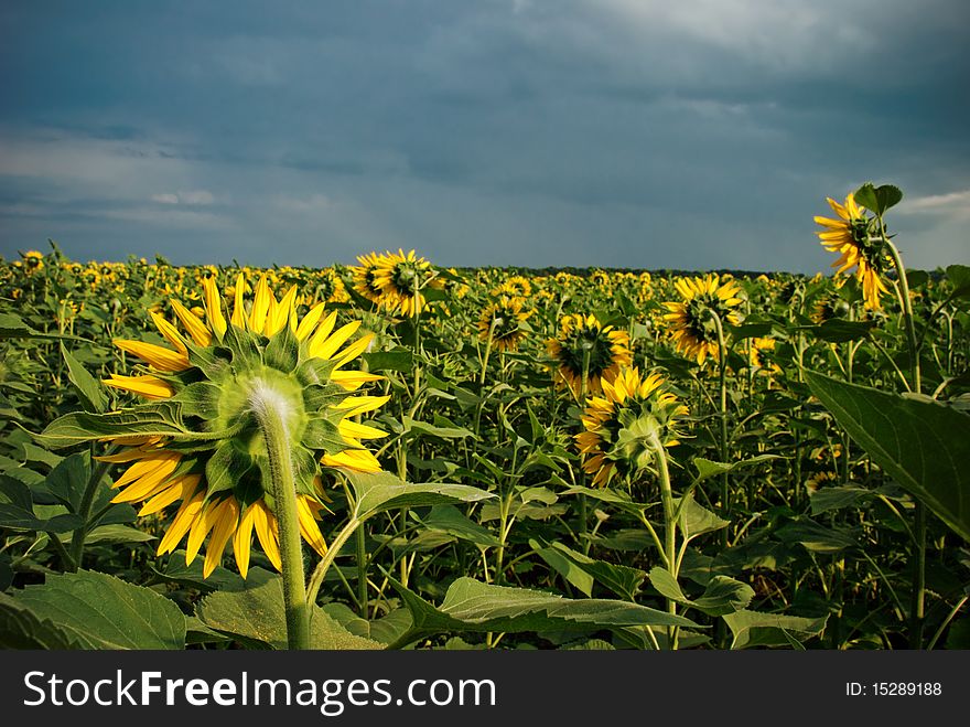 Sunflower field