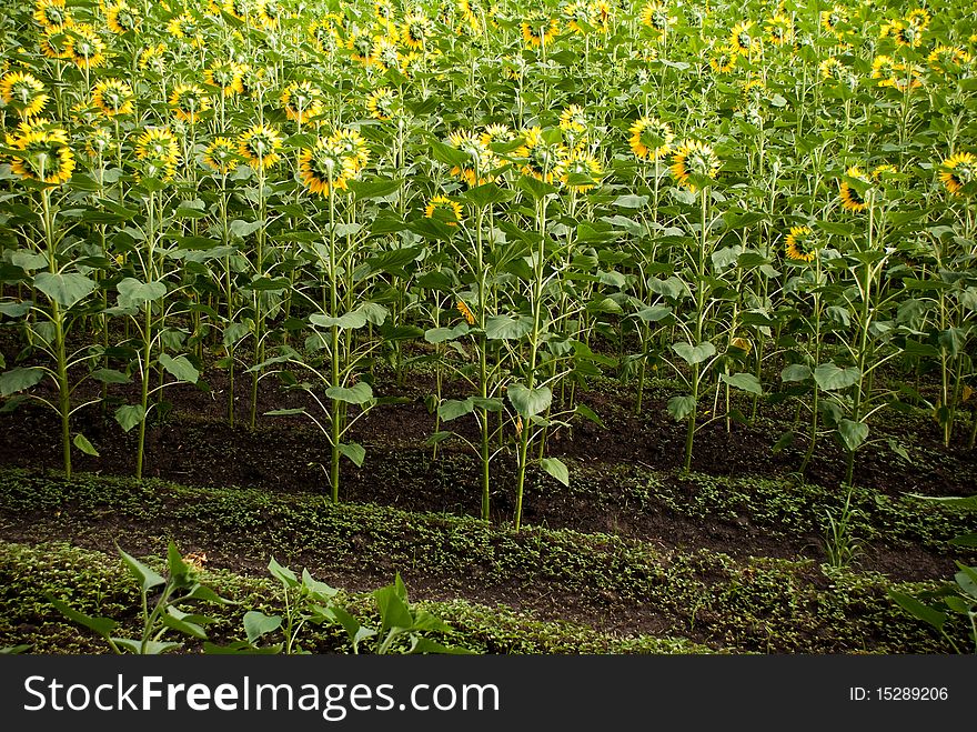 Sunflower field with a lot of sunflowers