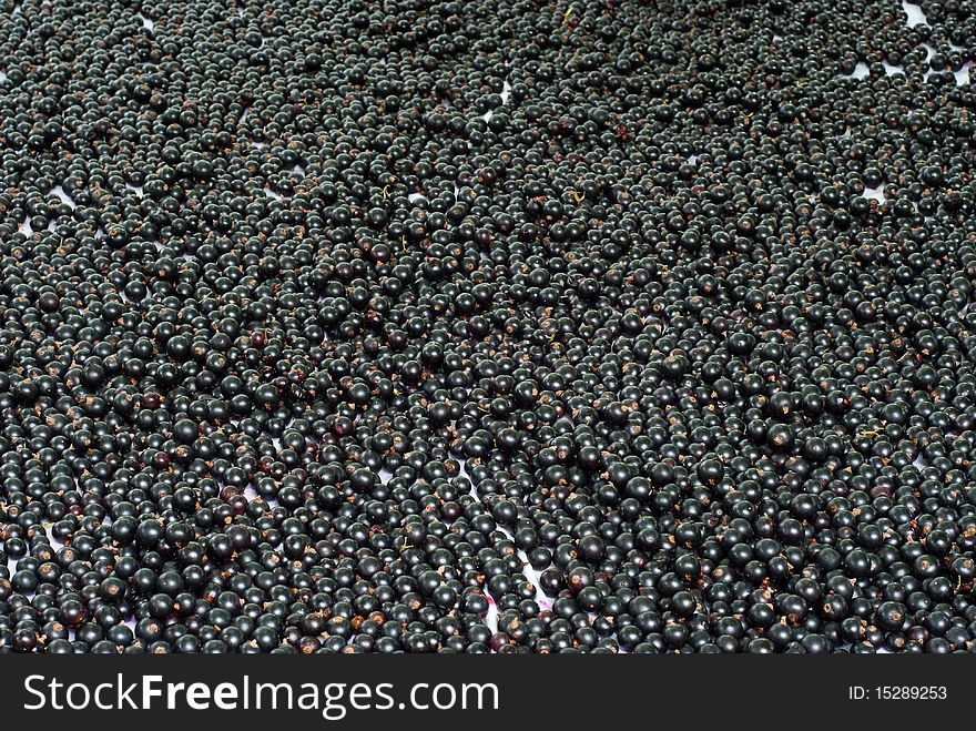 Background made of black currant