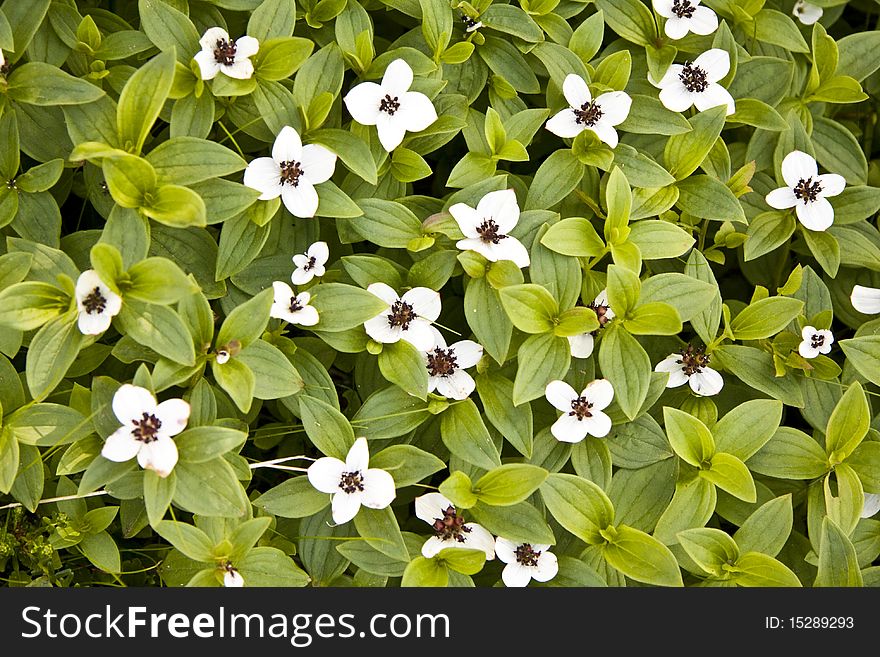 Beautiful white wild flowers in forest closeup. Beautiful white wild flowers in forest closeup