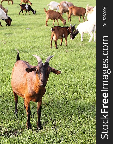 Goats on natural summer meadow