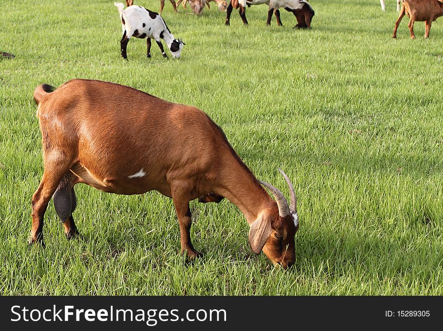 Goats On Natural Summer Meadow