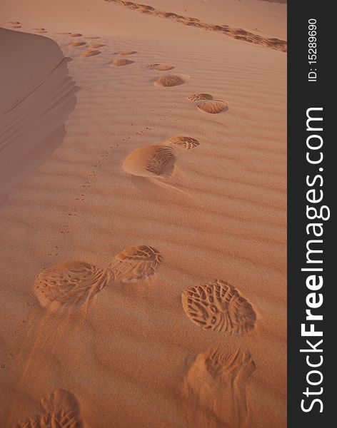 An early morning walk in the Sahara desert left these prints