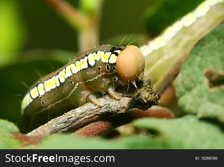 Worm caterpillar species in tropical